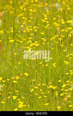 Wilde Gräser und Blumen wachsen in eine unbebaute Wiese Snowdonia-Nationalpark, Gwynedd North Wales UK Stockfoto