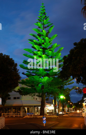 Norfolk-Tanne in der Nacht, Mount Maunganui, Tauranga, Bay of Plenty, Nordinsel, Neuseeland Stockfoto