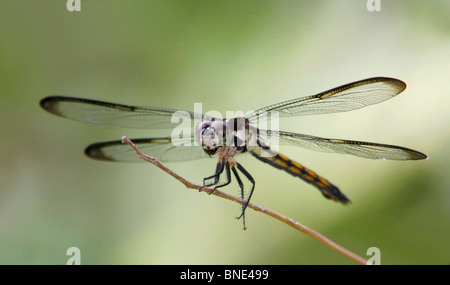 Nahaufnahme von einem Schiefermineralität Skimmer (Libellula Incesta Hagen) Stockfoto