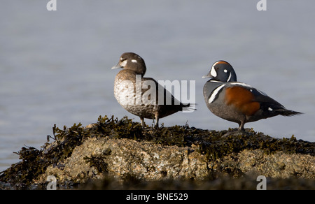 Paar von Harlekin-Enten (Histrionicus Histrionicus) auf einem Felsen Stockfoto