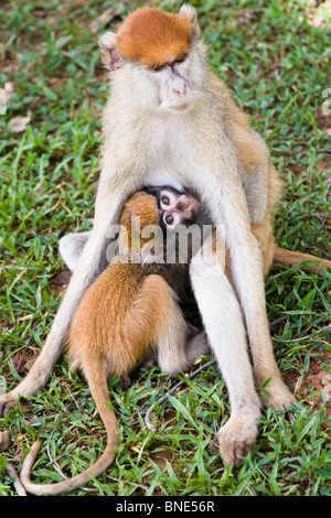 Patas Affe, Erythrocebus Patas mit jungen in Mole National Park, Ghana. Stockfoto