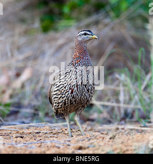 Doppelte angespornt Francolin, Wechiau Gemeinschaft Hippo Sanctuary, in der Nähe von Wa, Ghana. Stockfoto