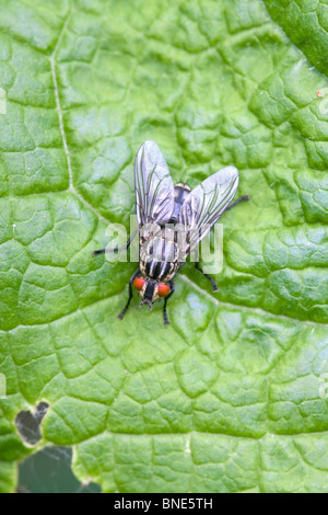 Fleisch-Fly Sarcophaga Carnaria Erwachsenen im Ruhezustand auf einem Blatt Stockfoto