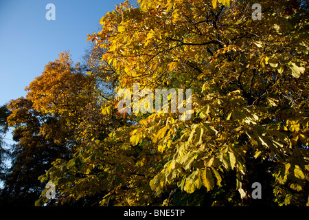 Trees changing colour in autumn Stockfoto