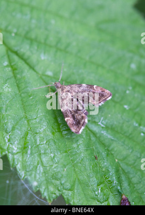 Brennnessel-Hahn Moth Anthophila Fabriciana Erwachsenen im Ruhezustand auf einem Blatt Stockfoto