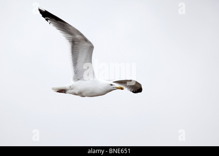 Silbermöwe, (Larus Argentatus), fliegen, Küste von Suffolk, UK, Mai 2010 Stockfoto