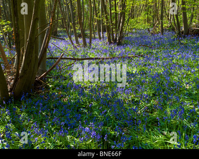 Gemeinsamen Bluebell im Waldland, Hyacinthoides non-Scripta ist eine Frühjahr blühende knollige mehrjährige Pflanze Stockfoto