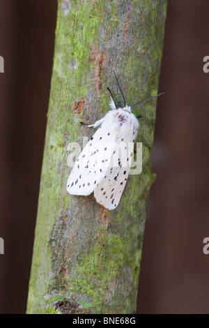 Weiße Hermelin Spilosoma Lubricipeda Erwachsene Motte männlich ruht auf einem Ast Stockfoto