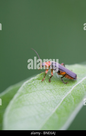 Soldat Käfer Cantharis Rustica Erwachsene Käfer auf einem Blatt Stockfoto