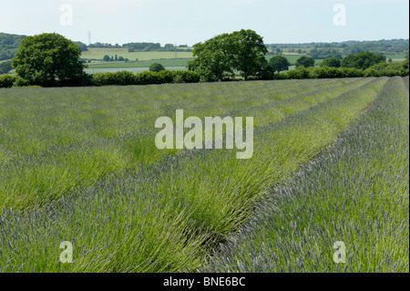 Lavendelfelder in Selbourne, Hampshire, England im Sommer Stockfoto