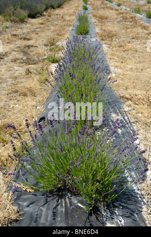 Lavendelfelder in Selbourne, Hampshire, England im Sommer Stockfoto