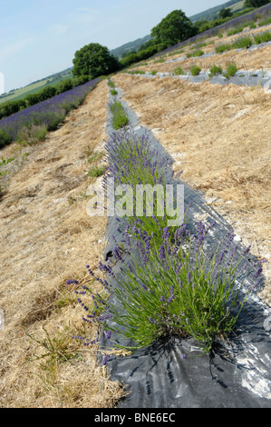 Lavendelfelder in Selbourne, Hampshire, England im Sommer Stockfoto