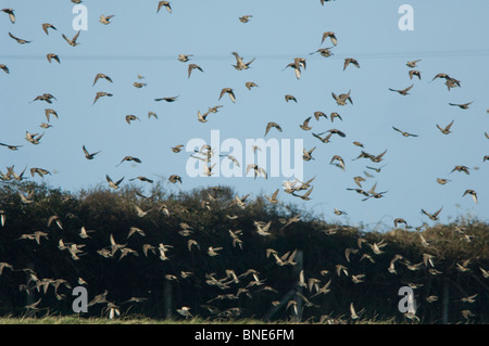 Herde von Staren, Sturnus Vulgaris, Pembrokeshire, Wales, UK, Europa Stockfoto