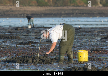 Mann Köder Graben Lappen Wurm in SSSI, Gann, Dale, Pembrokeshire, Wales, UK, Europa Stockfoto