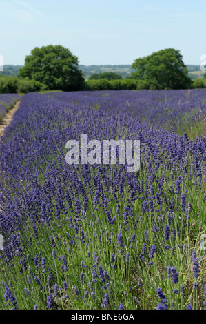 Lavendelfelder in Selbourne, Hampshire, England im Sommer Stockfoto