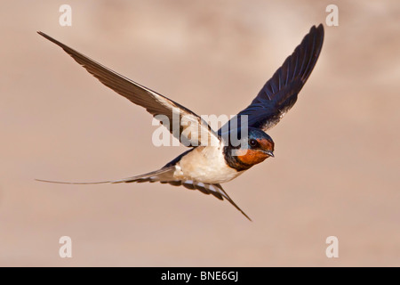 Tiefflug über einen Sandstrand zu schlucken. Stockfoto