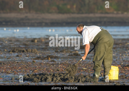 Mann Köder Graben Lappen Wurm in SSSI, Gann, Dale, Pembrokeshire, Wales, UK, Europa Stockfoto