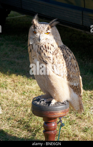 Sibirischer Uhu (bei einer Anzeige in Findon, Sussex, England) Stockfoto