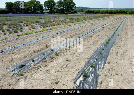 Lavendelfelder in Selbourne, Hampshire, England im Sommer Stockfoto