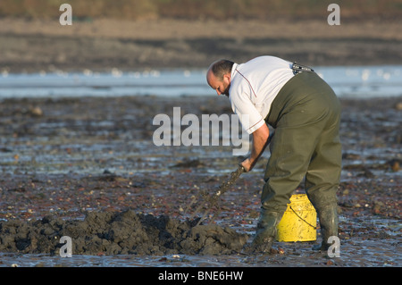 Mann Köder Graben Lappen Wurm in SSSI, Gann, Dale, Pembrokeshire, Wales, UK, Europa Stockfoto