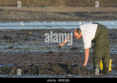 Mann Köder Graben Lappen Wurm in SSSI, Gann, Dale, Pembrokeshire, Wales, UK, Europa Stockfoto