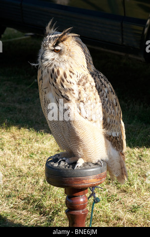 Sibirischer Uhu Stockfoto