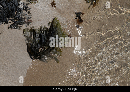 Welle über Algen und Sand waschen Stockfoto