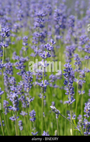 Lavendelfelder in Selbourne, Hampshire, England im Sommer Stockfoto