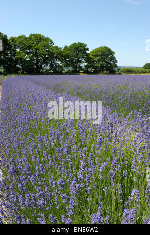 Lavendelfelder in Selbourne, Hampshire, England im Sommer Stockfoto