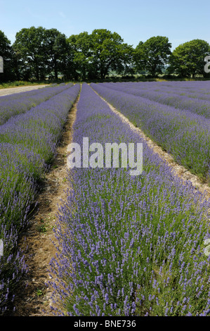 Lavendelfelder in Selbourne, Hampshire, England im Sommer Stockfoto