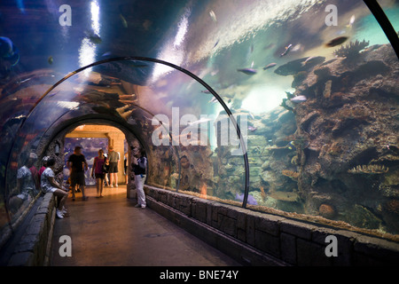 Mandalay Bay Resort Hotel Las Vegas - Shark Reef Aquarium Besucherattraktion - Unterwasser Tunnel durchqueren Stockfoto