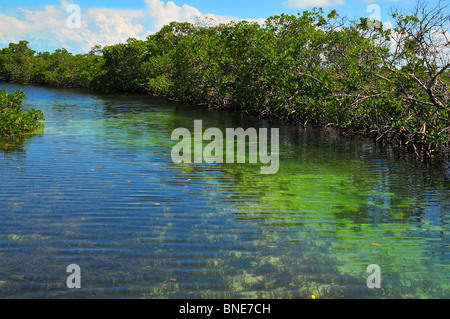 Mangrovenbäume Linie eine kleine, schöne Priel windet sich durch die Bonefish und Wohnungen und Inseln in den Bahamas zu ermöglichen. Stockfoto