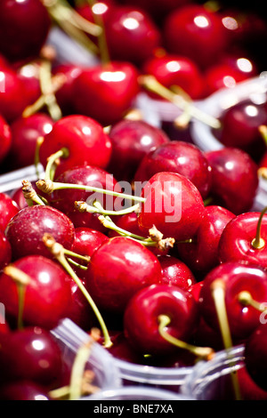 Englische Kirschen in ihren Boxen bereit für den Supermarkt Stockfoto