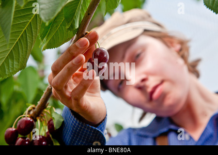 Kirschen pflücken in Kent Stockfoto
