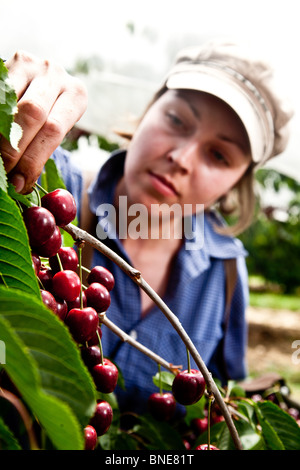 Kirschen pflücken in Kent Stockfoto
