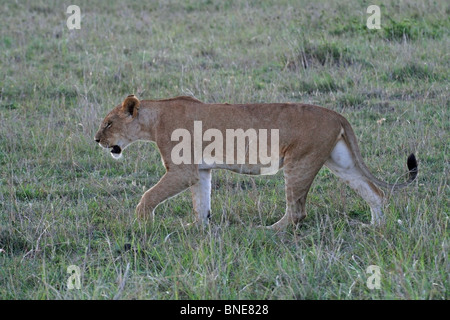 Ist eine junge Löwin zu Fuß in der Savanne der Masai Mara National Reserve, Kenia, Afrika Stockfoto