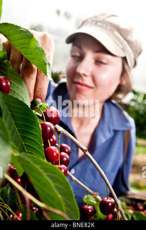 Kirschen pflücken in Kent Stockfoto