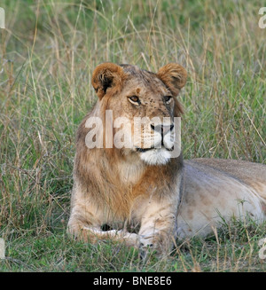 Eine junge männliche Löwen Porträtaufnahme. Bild von Masai Mara National Reserve, Kenia, Ostafrika. Stockfoto