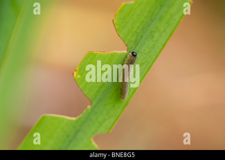 Iris Blattwespen Rhadinoeraea Micans Larven auf gelbe Iris Blättern Stockfoto