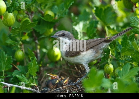 Das Nest der Lesser Whitethroat (Sylvia Curruca) in Stachelbeere Busch. Stockfoto