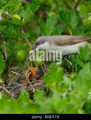 Das Nest der Lesser Whitethroat (Sylvia Curruca) in Stachelbeere Busch. Stockfoto
