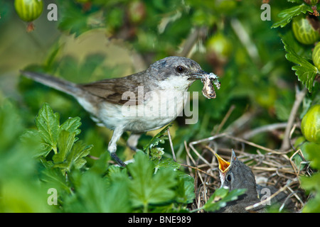Das Nest der Lesser Whitethroat (Sylvia Curruca) in Stachelbeere Busch. Stockfoto