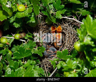 Das Nest der Lesser Whitethroat (Sylvia Curruca) in Stachelbeere Busch. Stockfoto
