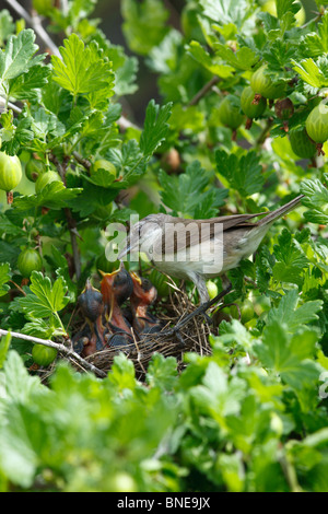 Das Nest der Lesser Whitethroat (Sylvia Curruca) in Stachelbeere Busch. Stockfoto