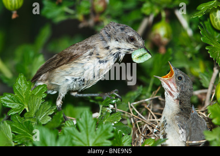Das Nest der Lesser Whitethroat (Sylvia Curruca) in Stachelbeere Busch. Stockfoto