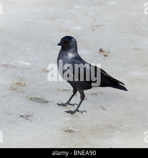 Die Dohle oder Daw (Familie Krähe, Corvus Monedula) in der Natur. Stockfoto