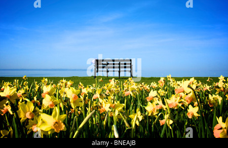 Narzissen und eine Bank an Lee auf Solent Strandpromenade, Hampshire, England. Stockfoto