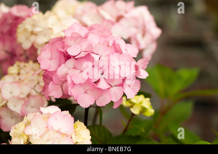 Hortensie 'Preziosa' in Blüte Stockfoto