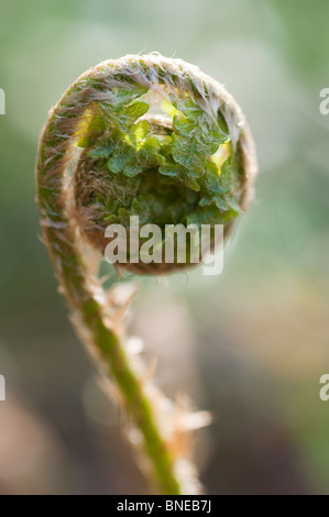 Nahaufnahme einer jungen Curling schießen eines Wald Farns Vorfrühling Stockfoto