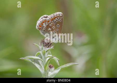 Gemeinsame blaue Polymmatus Icarus Schmetterling weiblich ruht auf einer schwarzen Flockenblume Pflanze Stockfoto